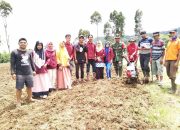 Mahasiswa KKL STISIPM Sinjai Kerja Bakti Perbaiki Lapangan di Kelurahan Balakia
