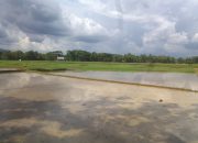 Petani Desa Wijimulyo Kulon Progo Siap Tanam Padi