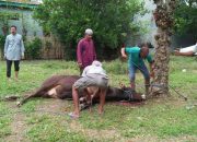 Pengurus Masjid Darussalihin Tangka Bersyukur Dapat Sapi Kurban dari Bupati Sinjai