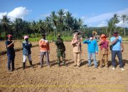 Menghindari Kelangkaan Benih Jagung, Ini Yang Dilakukan Kostratani BPP Sinjai Utara