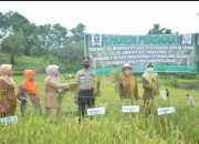 Ditengah Pandemi Covid-19, Produksi Padi Di Sinjai Meningkat