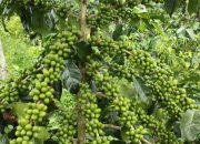 Pemkab Sinjai Fokus Kembangkan Tanaman Kopi di Sinjai Barat