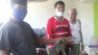 Sempat Masuk di Rumah Lurah, Kadal Berukuran 1 Meter Berhasil Ditangkap