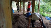 Budidaya Porang Jadi Program Mahasiswa KKNP IAIM Sinjai di Desa Bonto Tengnga