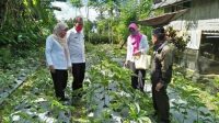 Potensi Menjanjikan! Pemkab Sinjai Dorong Warga Budidaya Porang