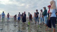 Peduli Lingkungan, Kohati Insan Cita IAIN Madura Tanam Pohon Mangrove