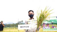Petani di Kampung Kaili Bantaeng Tak Lagi Bergantung dengan Pupuk Subsidi
