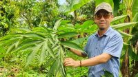 Petani di Sinjai Terima Bantuan Bibit Porang