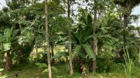Angin Kencang, Warga Sinjai Tewas Tertimpa Pohon Jati