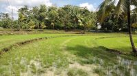 Curah Hujan yang Tinggi Membawa Dampak Baik Bagi Petani di Sinjai