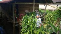 Tinggal di Rumah Reok, Warga Miskin Sinjai Barat Ini Ingin Bedah Rumah