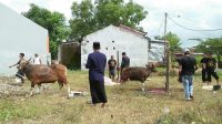 Meski di Tengah Pandemi Covid-19, Antusias Warga Sinjai Berkurban Tetap Tinggi