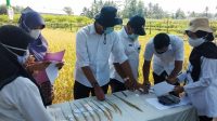 Sri Mulyo, Padi Varietas Baru Asal Kabupaten Magelang