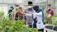 Pemkab Banyumas Galakkan Budidaya Porang