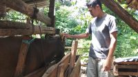 Pemuda di Gowa Ini Sisihkan Rezekinya untuk Berkurban