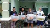 Inspiratif, Pemuda Pamekasan Sukses Raup Keuntungan dari Budidaya Ikan Koi