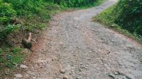 Pemuda di Dusun Bilalang Desa Puncak Minta Jalannya Segera Diperbaiki