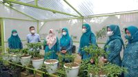 Lurah Lamatti Rilau Dukung Program Pemanfaatan Pekarangan TP. PKK Sinjai