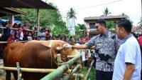 Tekad Bupati ASA Jadikan Sinjai Metropolitan Sapi, Bantuan Terus Mengalir