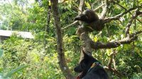 Ratusan Warga Berburu di Kaloling Sinjai Timur, Tiga Babi Ditangkap