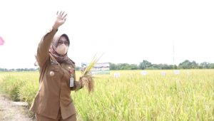 Bupati Klaten Dorong Petani Tanam Srinar dan Srinuk