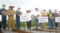 Kabupaten Magelang Diproyeksikan Menjadi Sentra Bibit Kentang Varietas Unggul