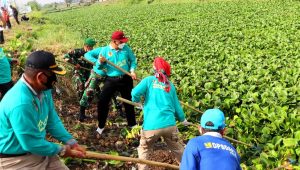 Cegah Banjir, Bupati Brebes Keruk Sungai dan Drainase Perkotaan
