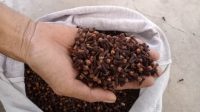 Harga Cengkeh Kering di Simeulue Mulai Naik Tahun Ini