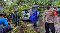 Empat Pohon Salam Tumbang Timpa Kios Durian dan 2 Mobil