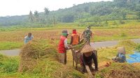Implementasi Kemanunggalan TNI-Rakyat, Babinsa Jurug Bantu Petani Panen Padi