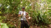 Cerita Warga Desa Sambay Baru Pertama Mulai Mengelola Batang Keladi Homalomena