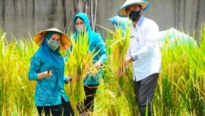 Kemandirian Petani di Sinjai, Pemda Akan Latih Penangkaran Benih