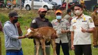 Pelayanan Kesehatan Hewan, Pemkab Akan Bangun Puskeswan di Sinjai Borong dan Tellulimpoe