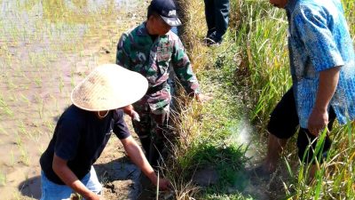 Forkopimcam Candimulyo Ikut Geropyok Hama Tikus