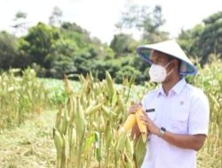 Bupati Sinjai Dorong Petani Tingkatkan Produksi, Jalan Tani di Empat Kecamatan Akan Kembali Dibangun