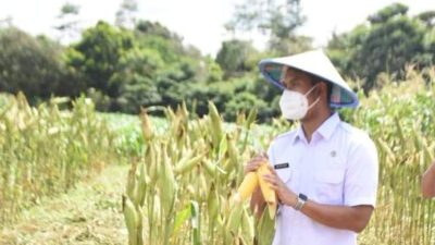 Bupati Sinjai Dorong Petani Tingkatkan Produksi, Jalan Tani di Empat Kecamatan Akan Kembali Dibangun