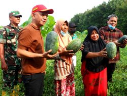 Bupati Jepara Panen Raya Semangka Program Wanatani di Desa Tubanan