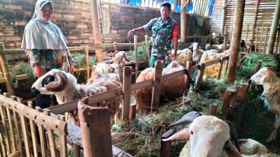 Koramil 04/Windusari Lakukan Pemantauan dan Sosialisasi PMK
