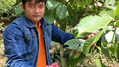 Inilah Kopi Merah, Tumbuh di Sela Batuan Marmer Perbukitan Menoreh