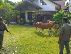 Bupati ASA Tegas Minta Satpol PP Gencarkan Razia Ternak Berkeliaran di Kota Sinjai