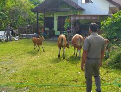 Satpol PP Sinjai Amankan Sapi Berkeliaran, Tidak Punya Kandang Akan Tetap Ditahan
