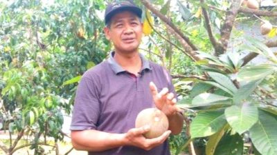 Mamey Sapote, Buah Eksotis yang Adaptif Ditanam di Indonesia