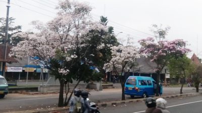 Memesona, Bunga Tabebuya di Kota Magelang Mulai Bermekaran