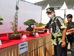 Sambut Hari Sumpah Pemuda, Temanggung Gelar Pameran dan Kontes Bonsai