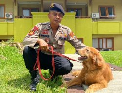 Arco, Anjing Pelacak Milik Polres Magelang Kota Ikut Pengamanan KTT G20 di Bali