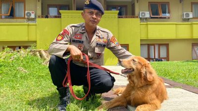 Arco, Anjing Pelacak Milik Polres Magelang Kota Ikut Pengamanan KTT G20 di Bali