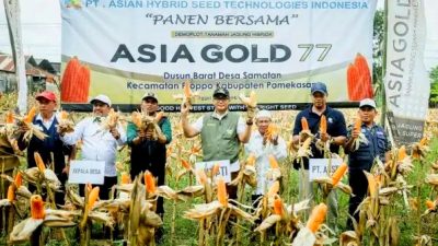 Bersama Petani, Bupati Pamekasan Panen Jagung Hibrida