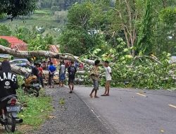 Macet Total, Pohon Tumbang Manggottong Jalan Poros Sinjai-Bulukumba