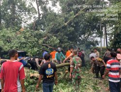 Gerak Cepat, Satuan Samapta Polres Tegal Evakuasi Pohon Tumbang Menimpa Kendaraan