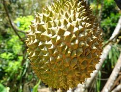 Di Kecamatan Pengadegan Purbalingga, Aneka Varietas Durian Ada di Sini